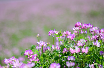 Fototapeta premium レンゲの花畑
