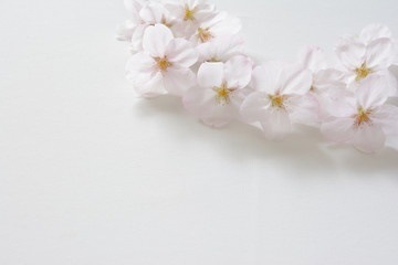 Naklejka na ściany i meble 桜の花　白背景