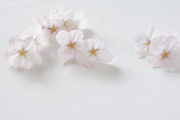 桜の花　白背景
