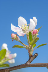 Apple blossom in spring time
