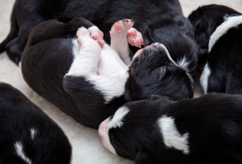 Adorable newborn border collie puppy lying on back