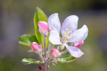 Apple blossom in spring time