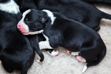 Adorable newborn border collie puppy resting with tongue out