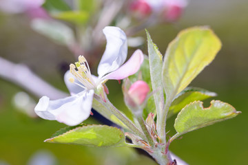 Apple blossom in spring time