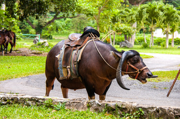 Standing huge ox with harness and saddle, Vinales Valley (Valle de Vinales), Cuba