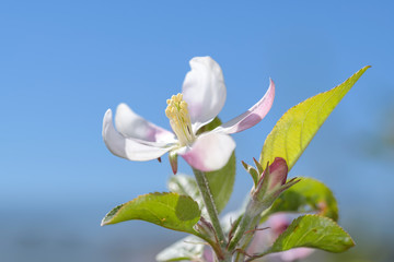 Fototapeta na wymiar Apple blossom in spring time