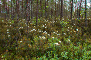 Plants of marsh Labrador tea (Rhododendron tomentosum) with flowers and pine trees, Kemeri National...