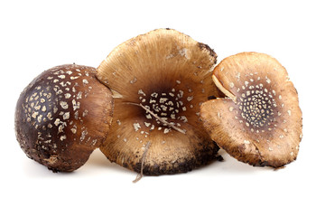 Brown amanita. Poison mushrooms