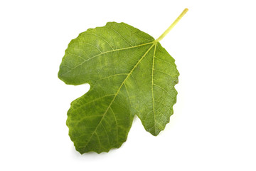 Fig leaf