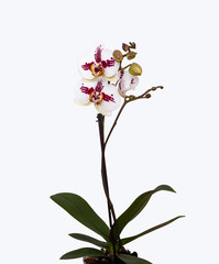 Naklejka na ściany i meble Weiss Rote Orchidee