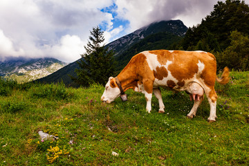 Naklejka premium Cow grazing after the transhumance, Slovenia