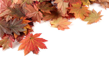 Autumn maple leaves background