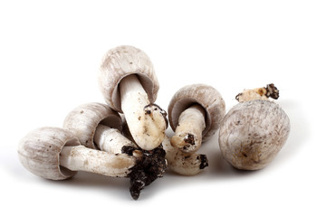 Coprinopsis atramentaria (Inky cap). Chinese medicine use this mushroom. Incompatible with alcohol.
