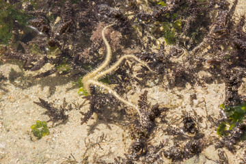 Ophiura albida is a species of brittle star in the Tanzania