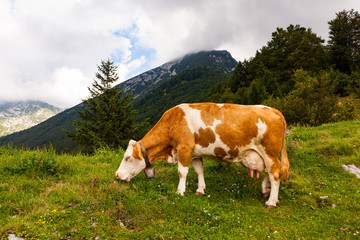 Cow grazing after the transhumance, Slovenia