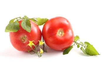 Tomatoes with leaf and flowers