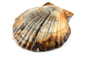 Scallop