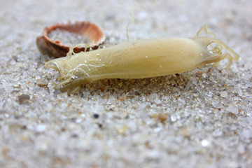 Dead and Alive Animals at Sylt Island