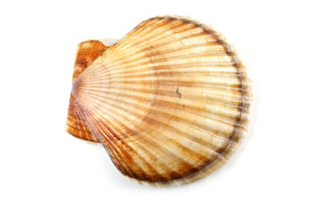 Scallop