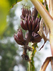 banana have dark red shell Scientific name Musa acuminata , Bananas blossom and results flower fruit on tree in garden on blurred of nature background