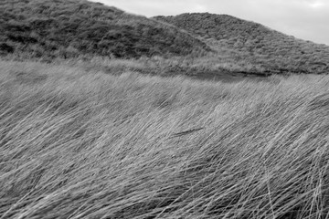 Spring Mood on Sylt Isand