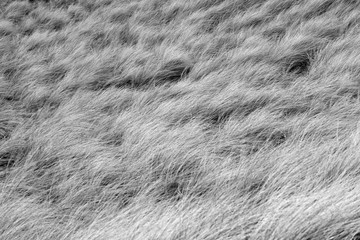 Spring Mood on Sylt Isand
