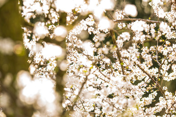 wild mirabelle blossom in springtime
