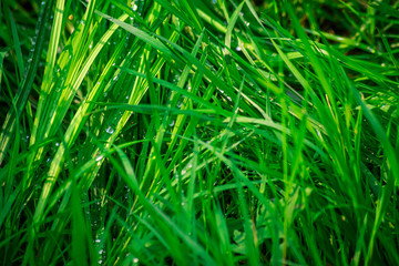 Shiny drops on the green grass