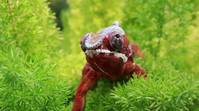 Close up animal chameleon panther lizard Colorful beautiful on branch