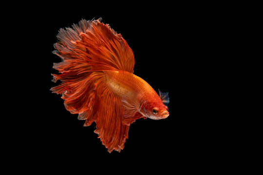 The moving moment beautiful of red siamese betta fish or fancy betta splendens fighting fish in thailand on black background. Thailand called Pla-kad or half moon biting fish.