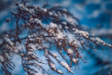 Ice in winter