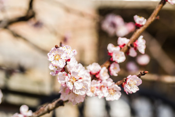 Spring flowers young apricot trees 