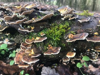 Baumpilze und Flechten auf einem alten Stamm
