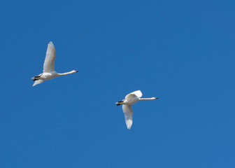 Two white swans are flying in the sky. Bird protection.