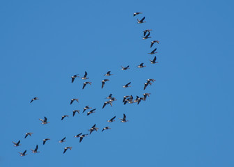 A flock of wild geese are flying in the sky. Bird protection.