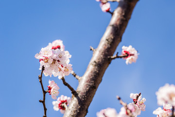 Spring flowers young apricot trees 