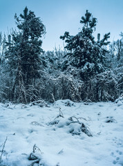 Obraz premium Winter forests