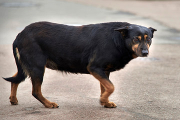 Unhappy stray dog with sad eyes on a city street
