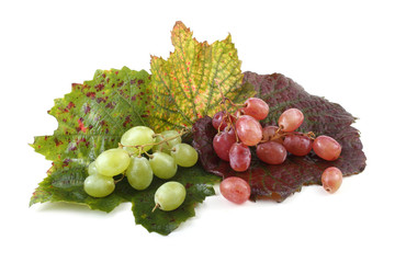 Grape on autumn leaves