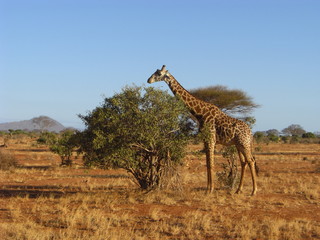 Africas wildlive and landscapes