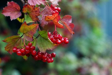 Ripe red viburnum berries on a branch. A snowball tree. Green branch of viburnum. Healthy berries. Food for vegans.