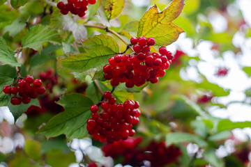 Ripe red viburnum berries on a branch. A snowball tree. Green branch of viburnum. Healthy berries. Food for vegans.