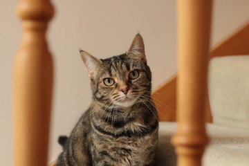 portrait of a cute mature family pet Tabby striped cat standing posing on the carpeted stairs looking out between the stair bannisters