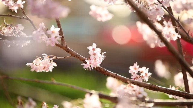 動画のオープニングに使いやすい満開の風でそよぐ桜と芝生