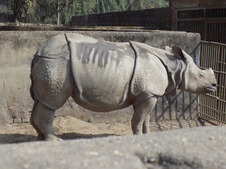 Naklejka premium rhinoceros in zoo
