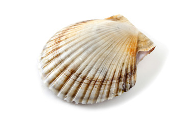 Scallop