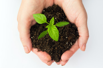 Man holds a sprout in hands on a white background