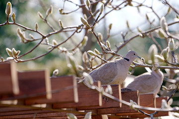 Eurasian collared dove (Streptopelia decaocto) on the roof of a garden gazebo