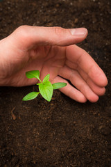 Man covers a plant with his hand