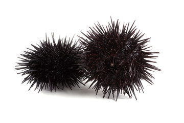 Black sea urchins